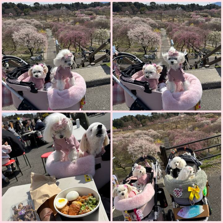 6b19863a b9cf 4afe 87b3 e8322fe2fe07 1743242676534