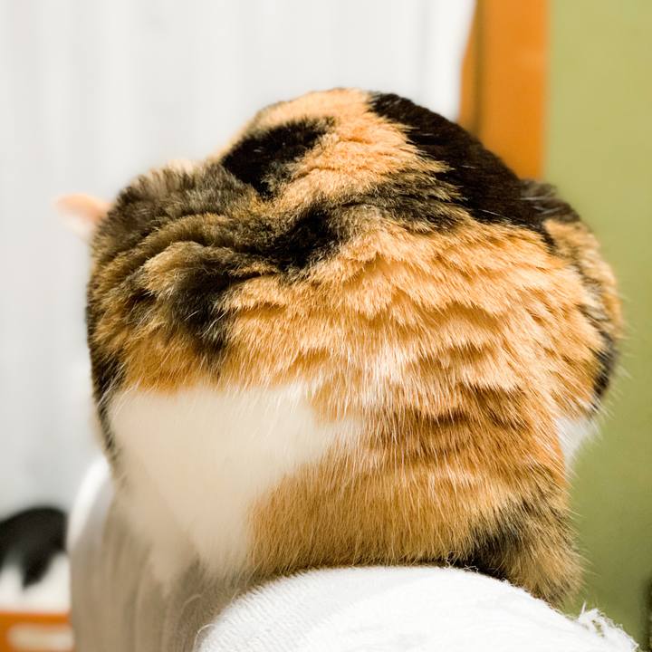 6b1fffe2 2e6c 42ec 8a6a ef06e774e718 1586138485120