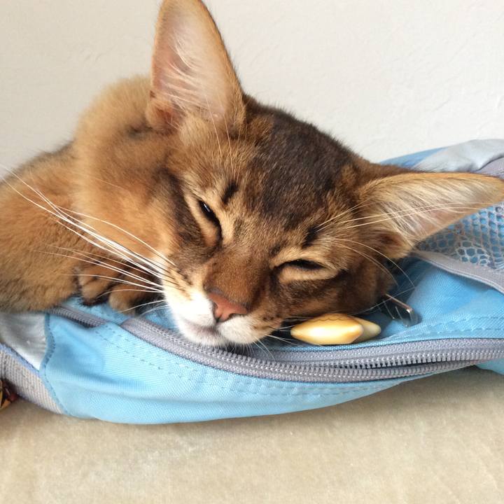 6b215cd7 208f 438e a412 55806025150c 1581640217130