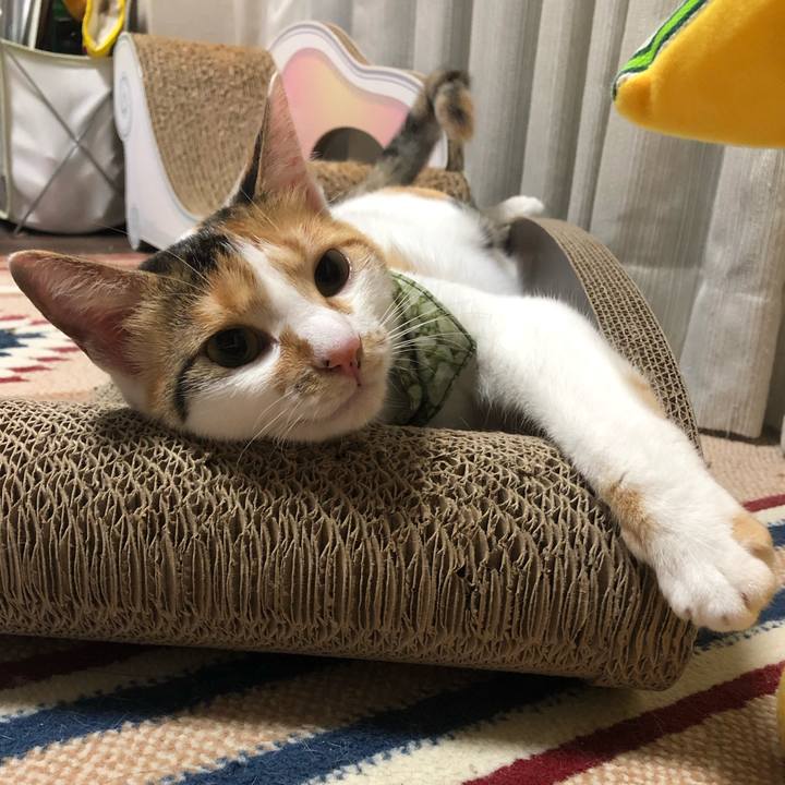 6b26c606 b56f 47a7 8ffb 884834503eca 1597845498430