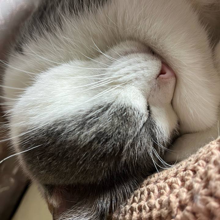 6b2a8e45 98d6 4aab be46 248d1f6af158 1762513554529