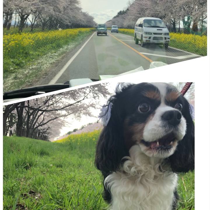 6b2b9654 a12b 4c26 a93b ab16a31badf6 1556483093473