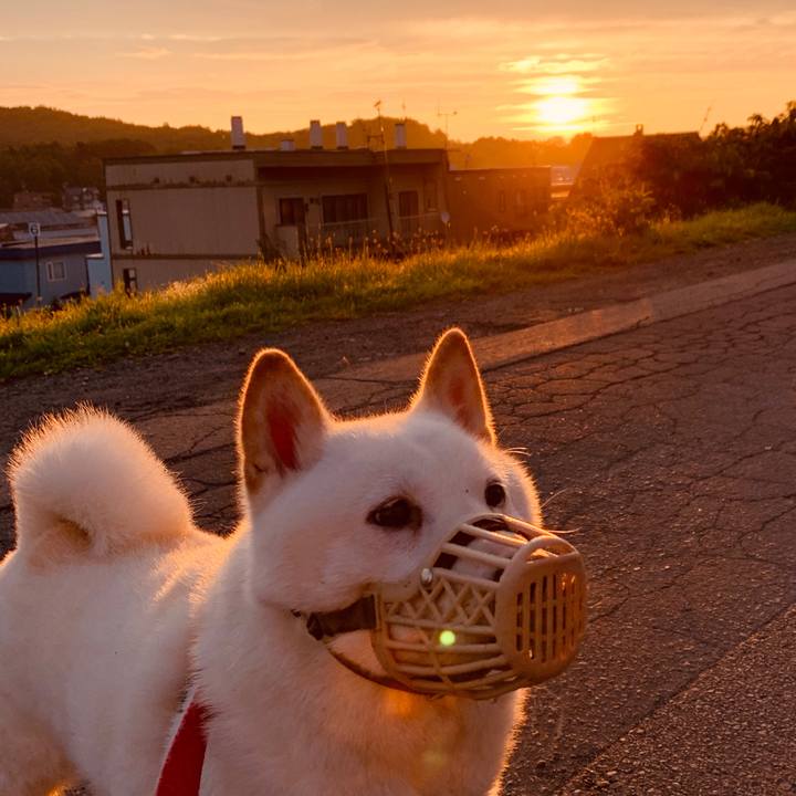 6b2c49bd 8bc3 4d8f 982b 57fe98706c29 1598302529805