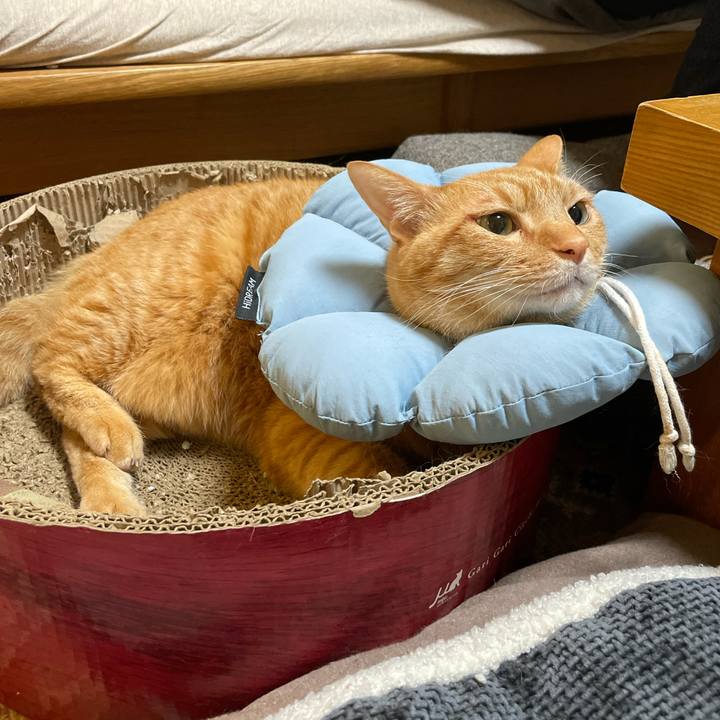 6b2c4e1a 7405 4ba8 98ee dff357cd961d 1733400094933