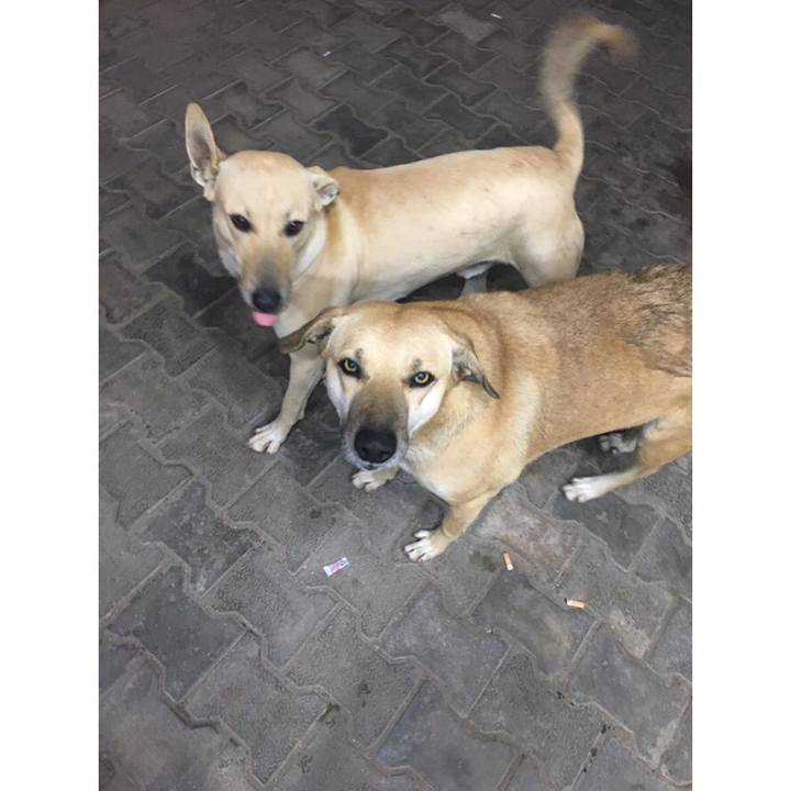 6b2cc2eb 94a9 40a4 a3c4 f1ed63f8fa10 1550878819309