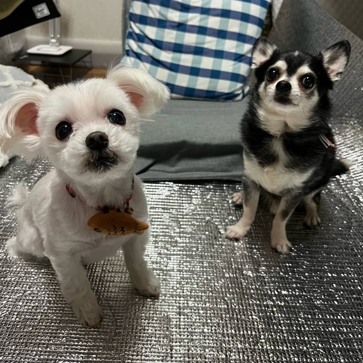 6b2de256 9c7e 4573 8d5a d573f0fe3462 1744069429969