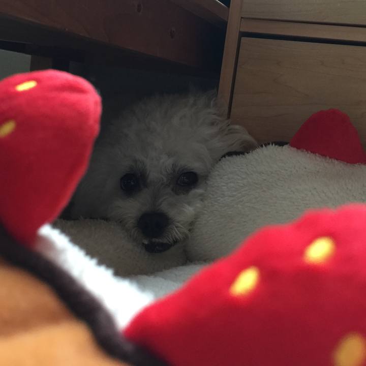 6b2e1fa8 ab73 4a87 8bd2 8939dd64e52a 1530349571207