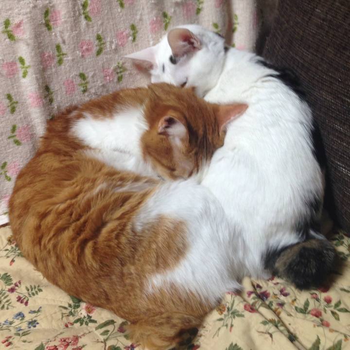 6b2eaeb1 9f05 49c1 8cd3 f6de4c69d4af 1512222103369