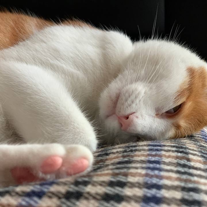 6b2ee0c5 0705 4896 9c1a 72f148cc3bac 1595639782814