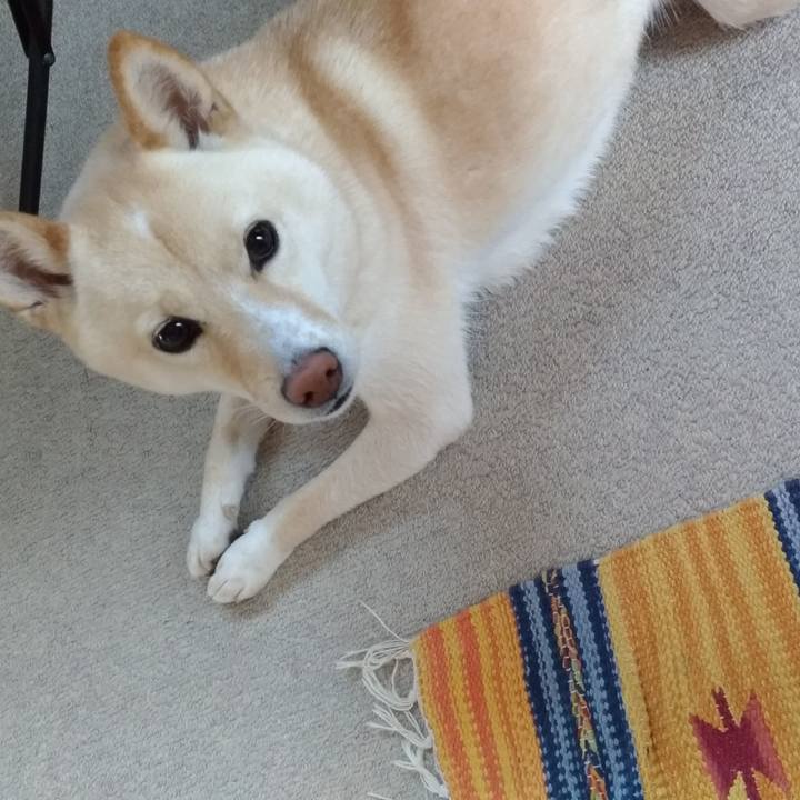 6b2ee21a 3754 4104 8cbd 809dc98beedf 1575440224335