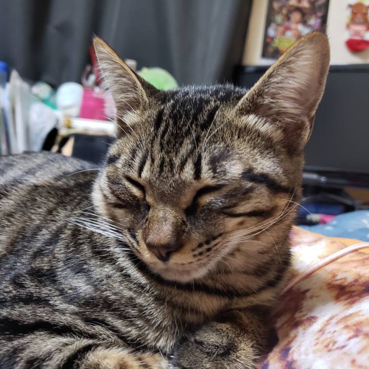 6b2f2afb d1ae 4790 9e0c 57c03c4d24e8 1543495714761