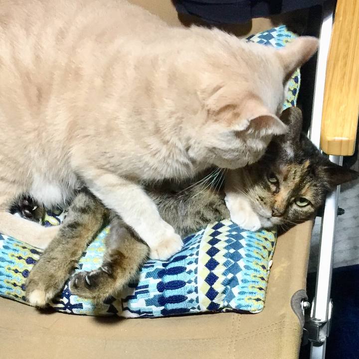 6b2f2b3d 8ed8 453f 8e44 628bcbff0b15 1535885296347