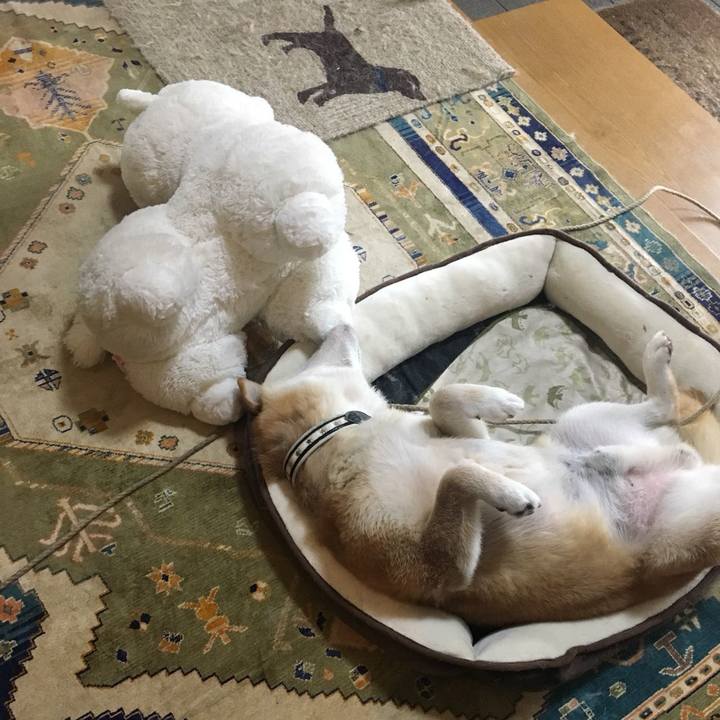 6b3104bf 3832 4036 bd5d 123c6c285efa 1531475540191