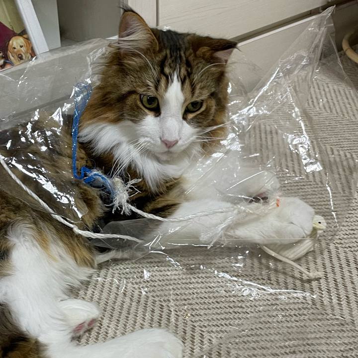 6b314c8b 74f8 48ed aaac 02ac630f6383 1667249912707