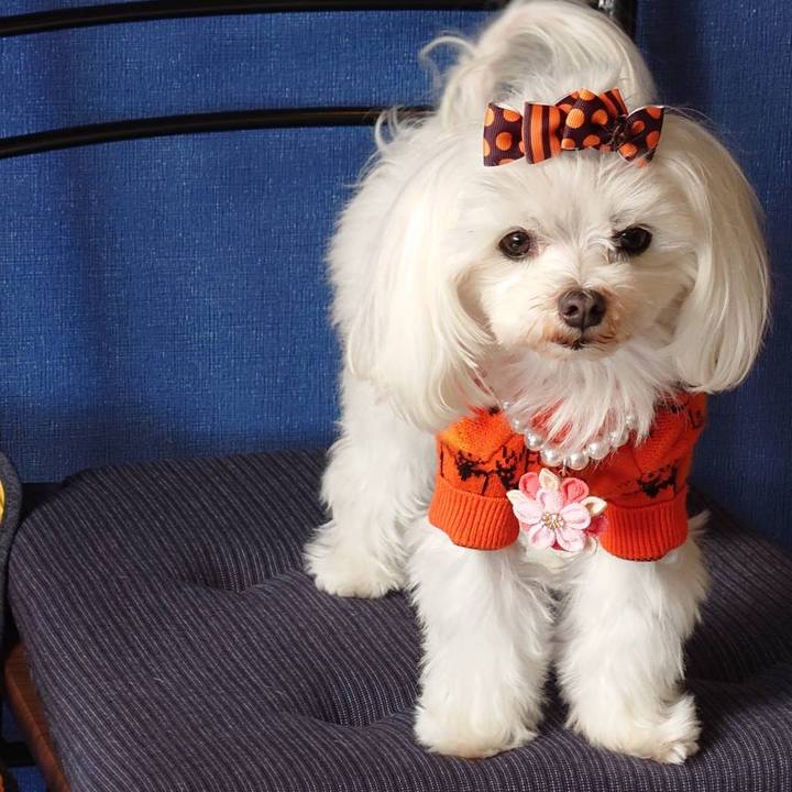 6b34d8e7 c071 46dd 934b 4bef9466d8d1 1667285133893