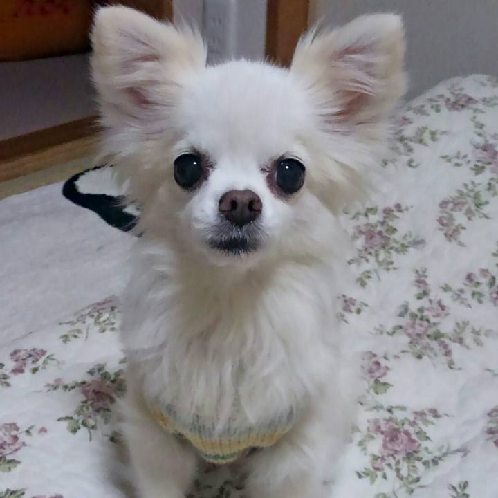 6b35c8e8 4456 4974 877a 1af0ec8ffbc1 1516795434901