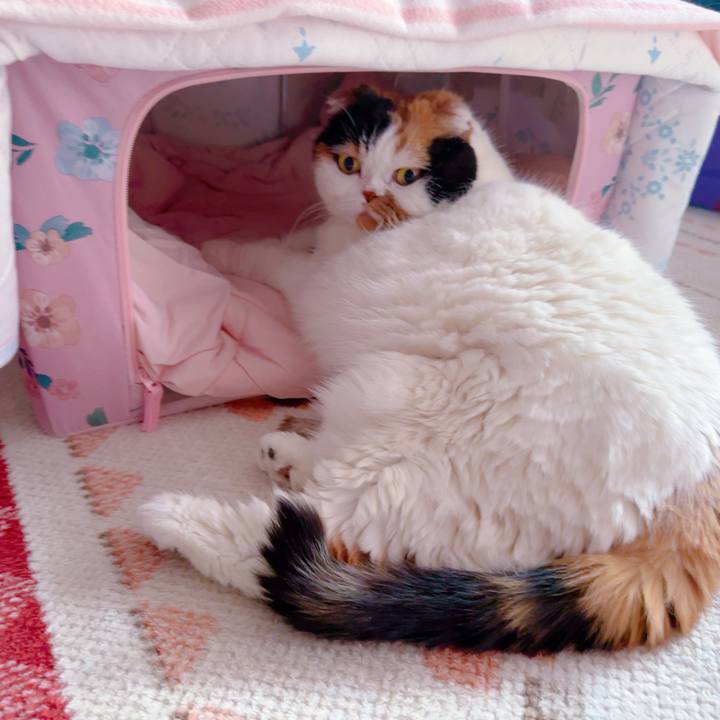 6b37b2cd 2b02 4e50 b007 0db753f31213 1711063387976