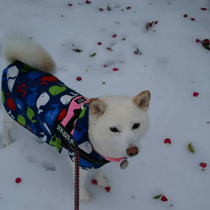 6b39b5ba a425 472c 9527 b9c519f15580 1516523395296