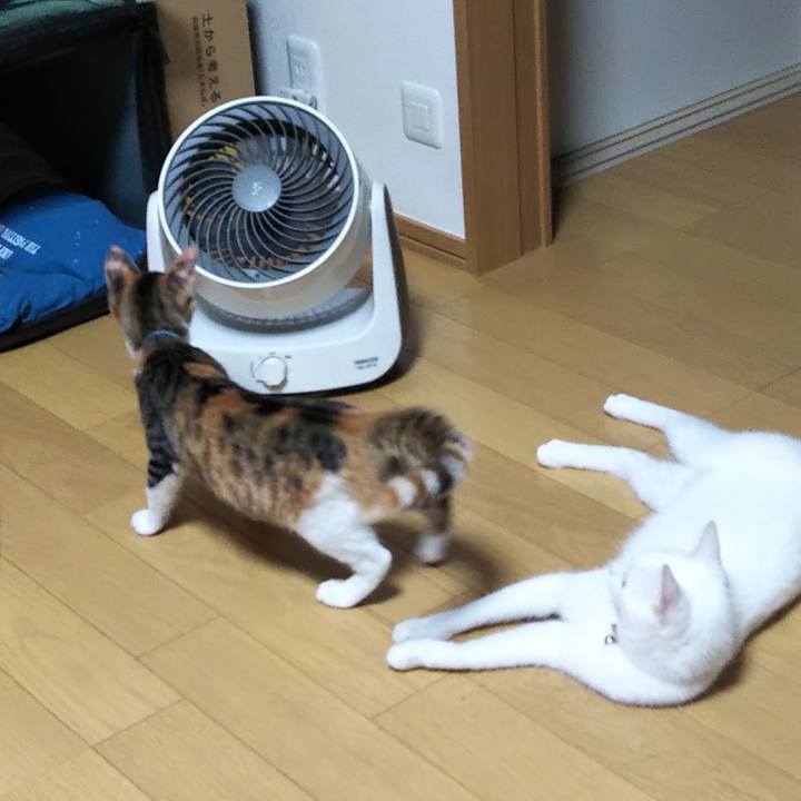 6b3a3d9e 9b56 42c4 bcf2 a0dc00d7e887 1629190879398