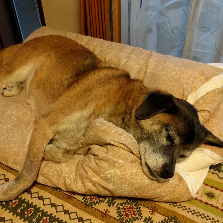 6b3c42d3 c816 420a b44c 98dee7c52a5b 1509953864903