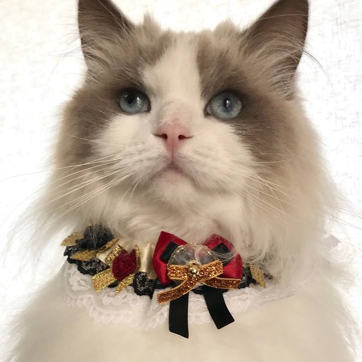 6b407995 9d36 4198 94aa ca6f0a535941 1608184150256