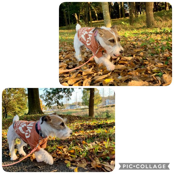 6b4365d9 5a68 41a1 b40f 9b3e869c9f9c 1605774538834