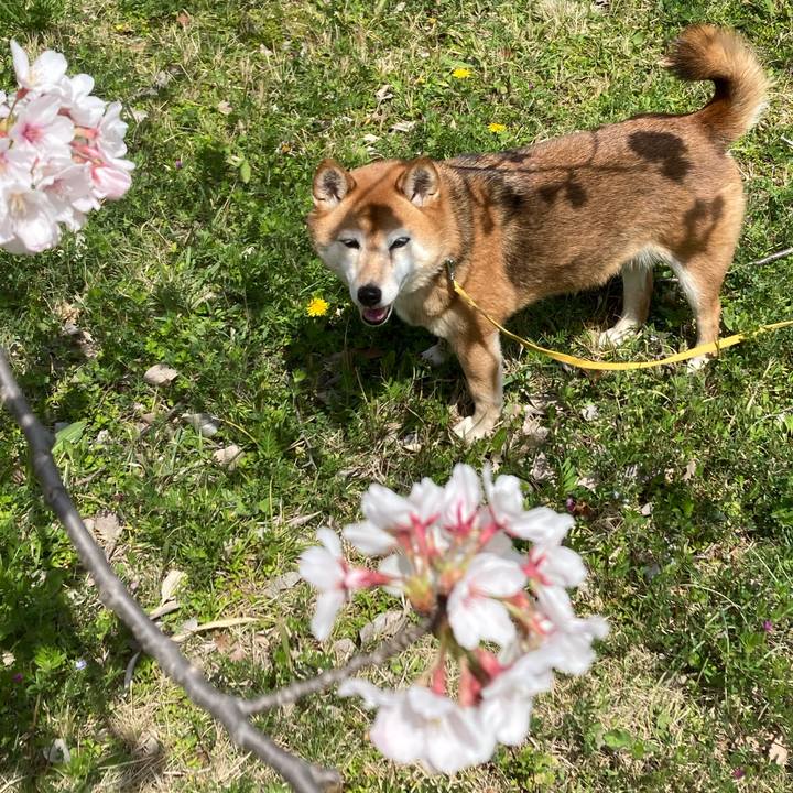 6b43dadb 203b 40d7 b76e 2856e5a1817d 1648614569512