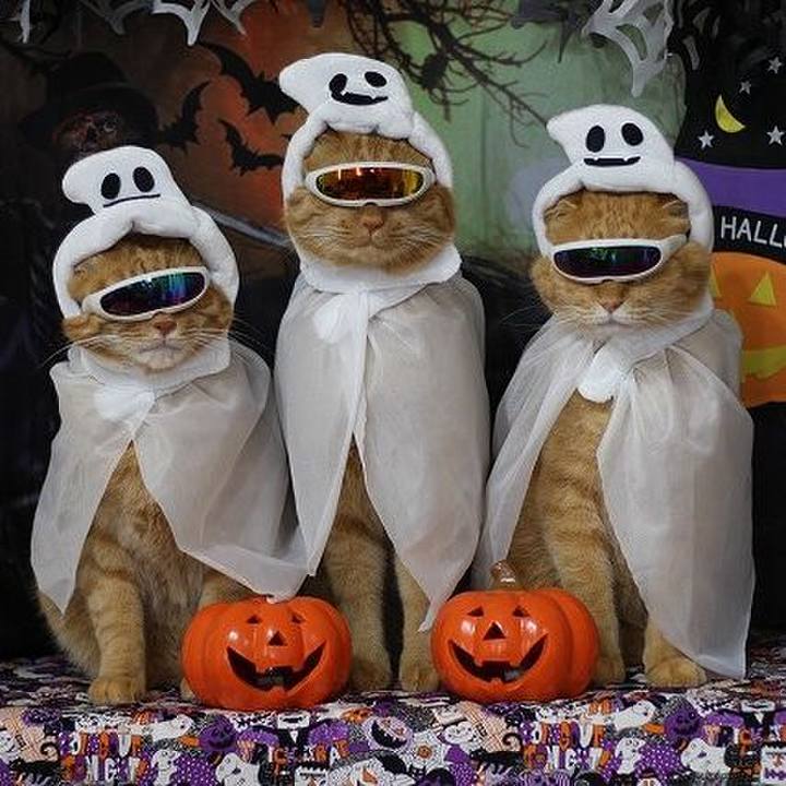 6b46d8b3 7b28 4dd5 b1f5 82238fbda752 1603763963314