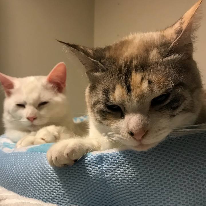 6b4c566f 817b 4ab6 b0c0 46b72bff18c3 1516191792052