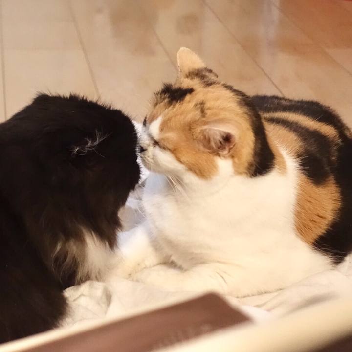 6b4dd96e 2472 479f 87f4 840dc6c1c319 1529767233990