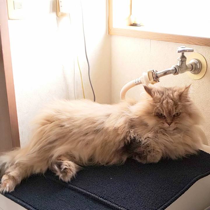 6b4e3da2 a145 496b bf4e 96a77de452da 1604532947464