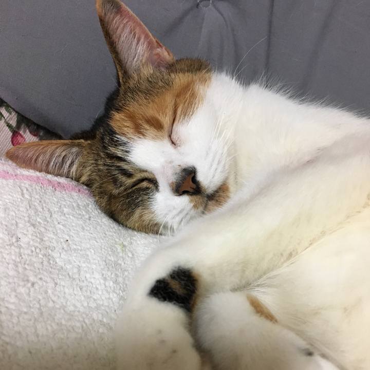 6b50dc73 b42c 40df b521 11ec2e1420c5 1508587213353