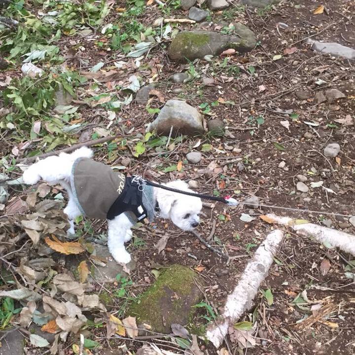 6b51714a eca4 44c0 920c d09dd7399293 1510048696351