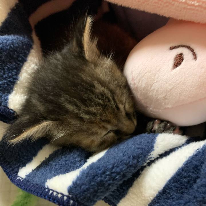 6b56976b 73b5 4289 bbff 2875020fcf8f 1588258523625