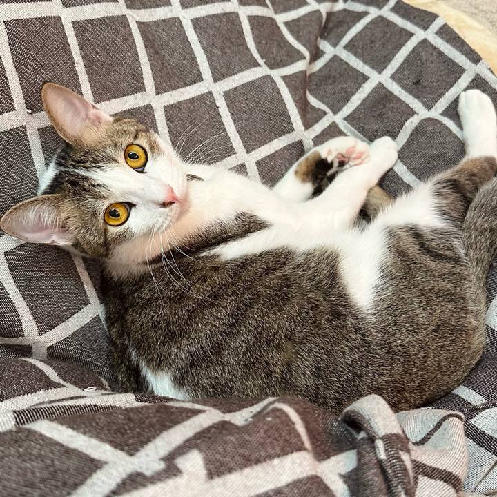 6b56bba4 38c1 432e 8d8a 3b812cb96508 1765970379090