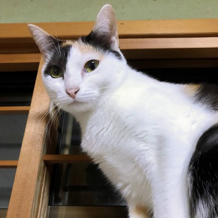 6b5a2604 c4c7 4b54 9b32 50374e3c8b60 1508376323365