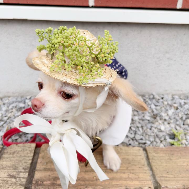 6b5b9445 a8cf 427c 8df7 6c19cf4d0f09 1689330964118