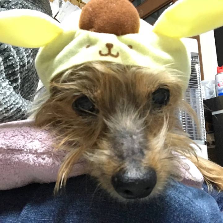 6b5d2e66 6636 406e bb4a 5100ecec47b7 1512900403489