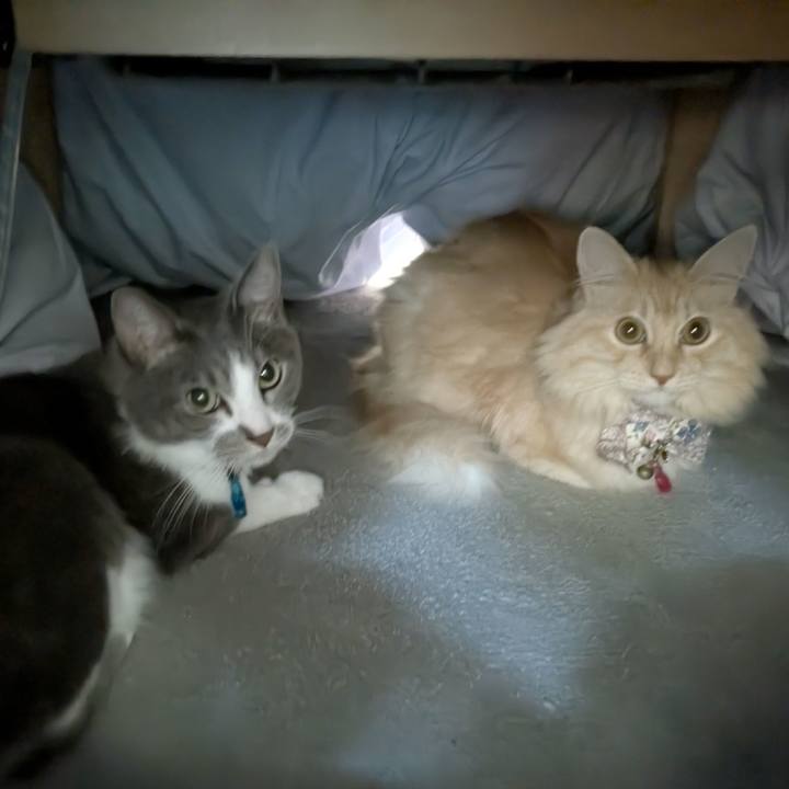 6b6059ea 51fa 445f 85b5 b4e77dcc54a2 1762846822308