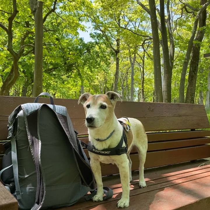 6b609a7a 1d49 4fcb ba64 e5c44dac1452 1620038883957