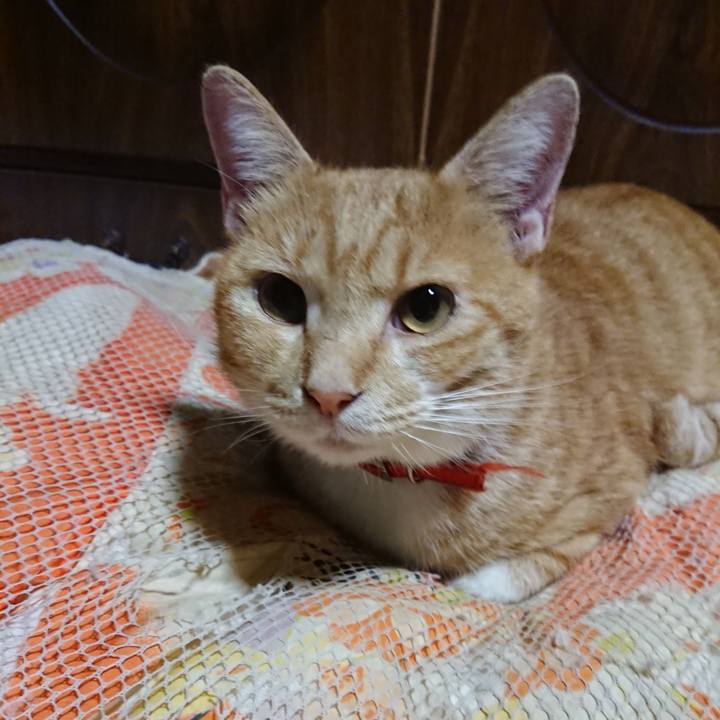 6b61f37c cee5 4f74 b415 d1ff2531a6d1 1569499874723