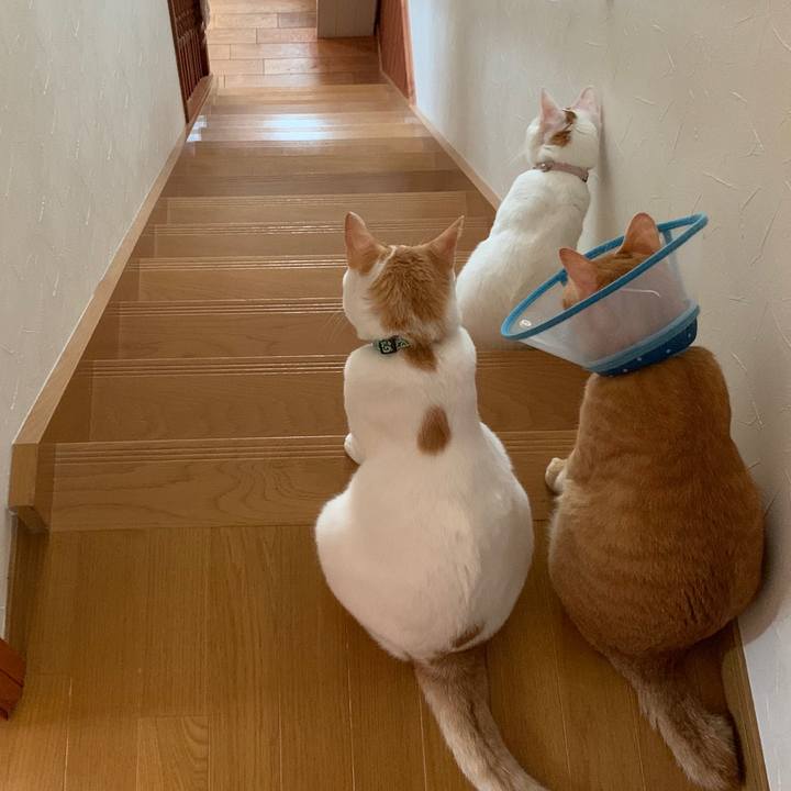 6b628ff6 c6cf 4964 bd25 96710a329508 1570343057906