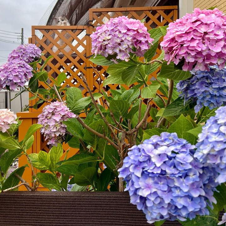 6b64dcf3 ca96 4f33 98cc 8ff6ec779397 1717715512860