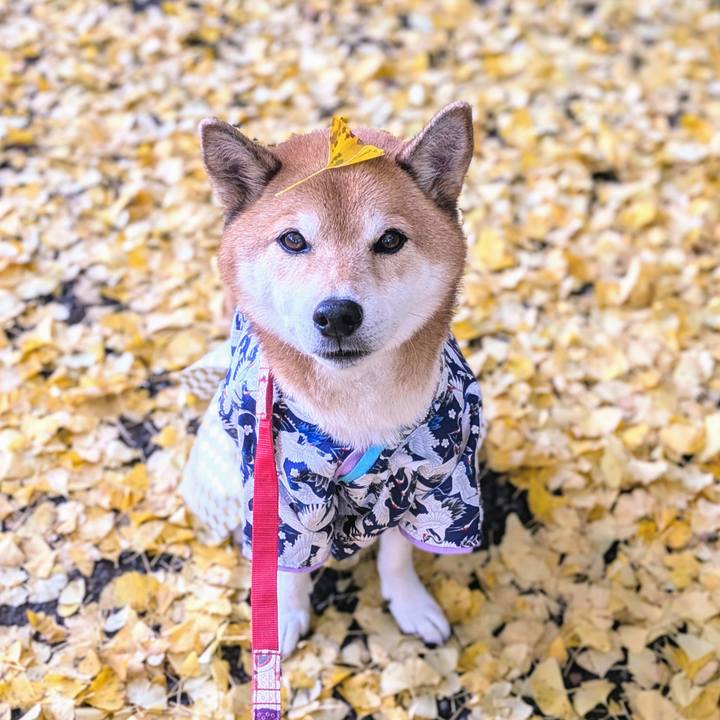 6b695cfb 2080 4c85 8638 091bf55310b8 1732283711339