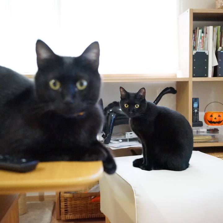 6b7051f4 d8bc 4174 a523 81541c412809 1539560504013