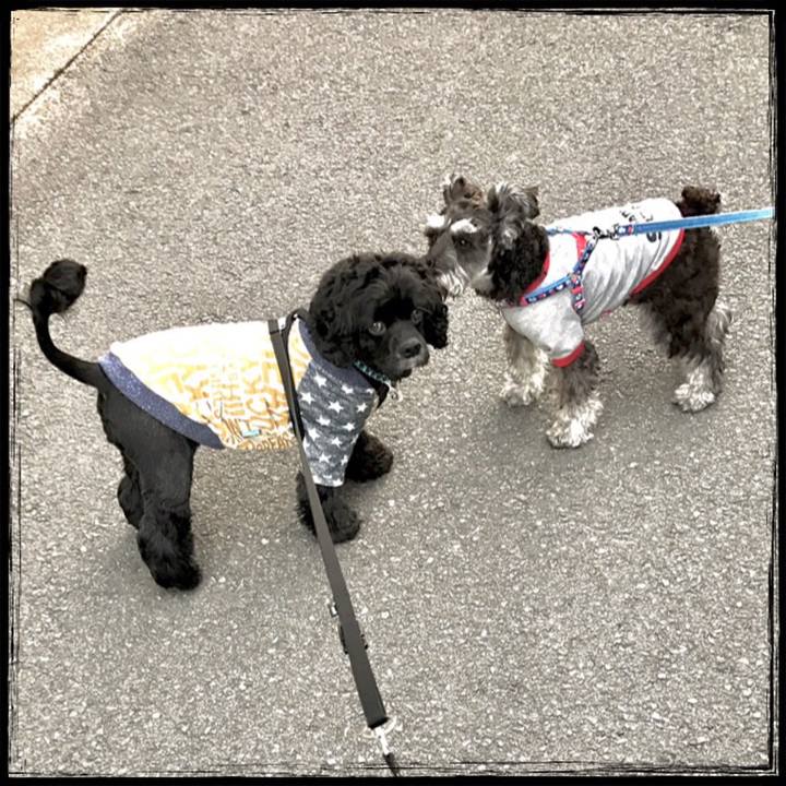 6b7083bd f590 4f34 895e e973fde4b9e8 1544174774234