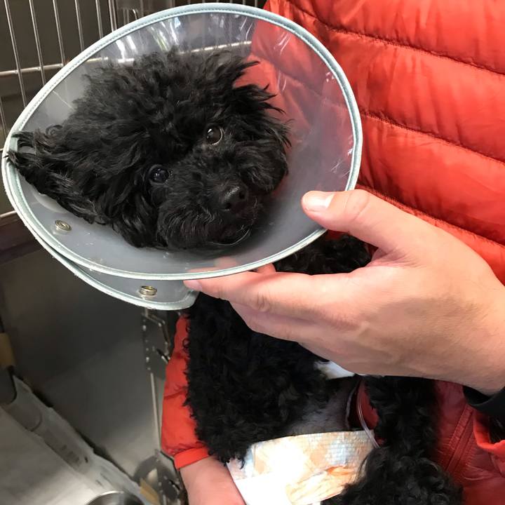 6b70f432 2c3f 42ee a610 a81d9d1415e9 1543718846724