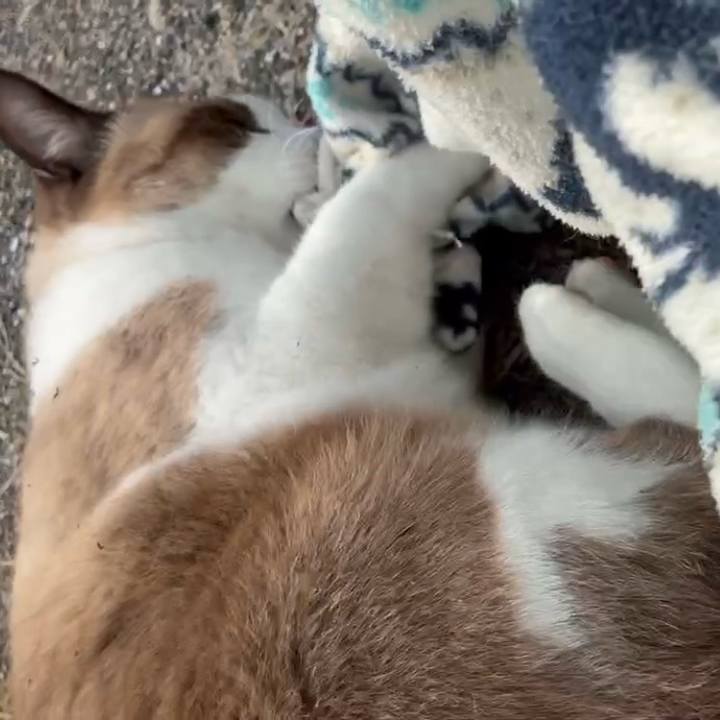 6b73be71 8a83 46a9 8504 dcbede741490 1763347649636