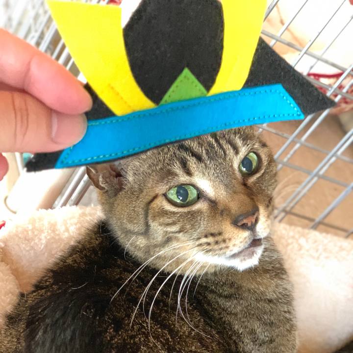 6b771ab4 8e7d 418b a712 0a85ffb3b19c 1588641738983