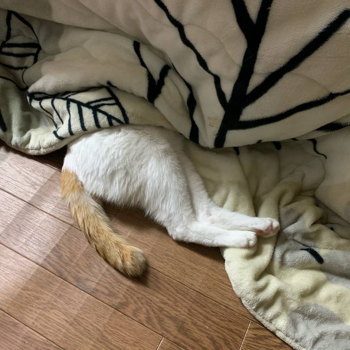 6b78ea64 d74d 4b0f a857 56dc3f90e48d 1587209046638